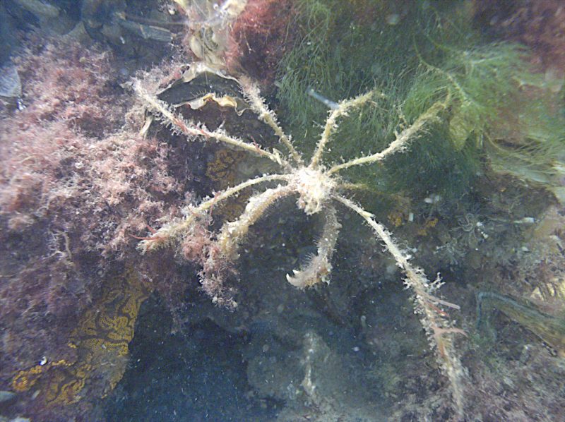 Macropode