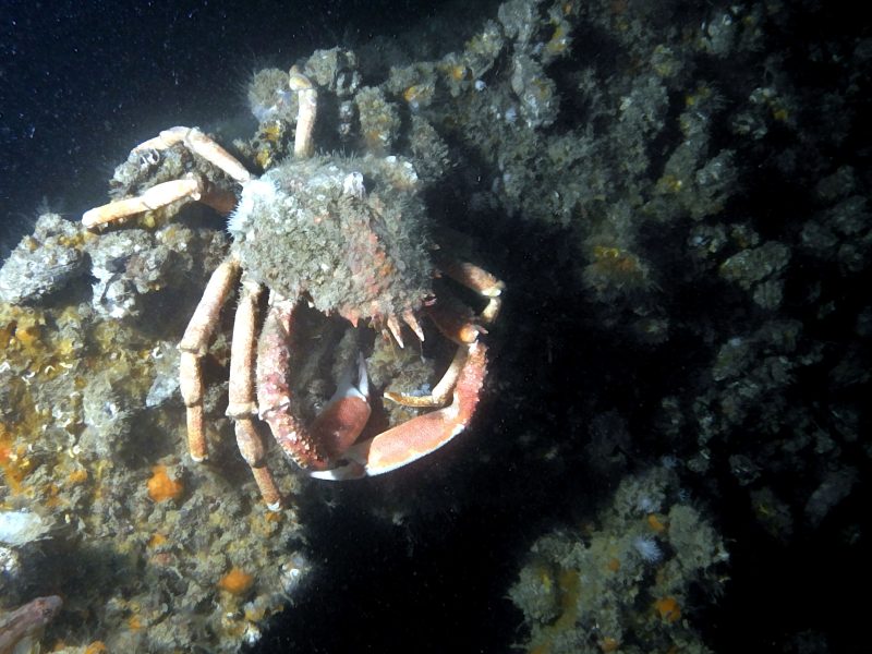araignee de mer
